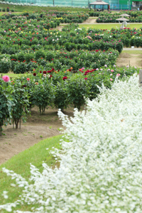 秋田国際ダリア園