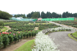 秋田国際ダリア園