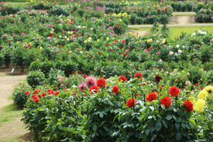 秋田国際ダリア園