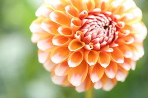 秋田国際ダリア園