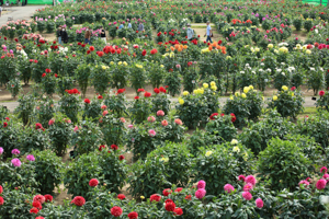 秋田国際ダリア園