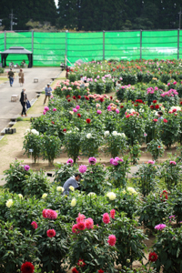 秋田国際ダリア園