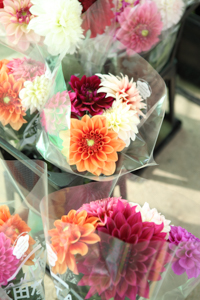 秋田国際ダリア園