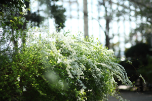 セリオンリスタ