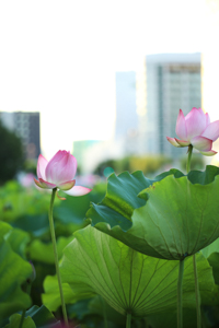 千秋公園 お堀