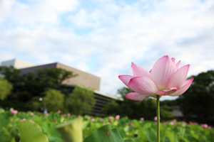 千秋公園 お堀