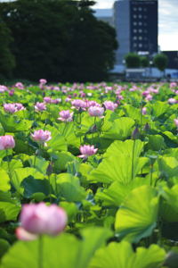 千秋公園 お堀