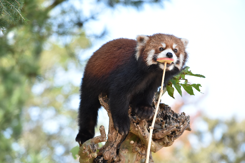 秋田市大森山動物園～あきぎんオモリンの森～