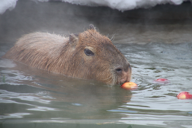 秋田市大森山動物園～あきぎんオモリンの森～