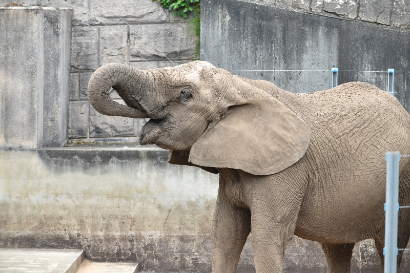 秋田市大森山動物園～あきぎんオモリンの森～