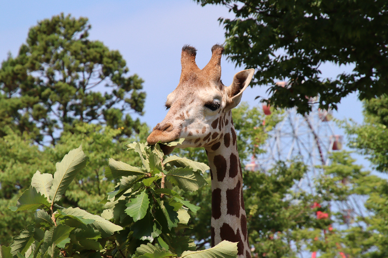 秋田市大森山動物園～あきぎんオモリンの森～