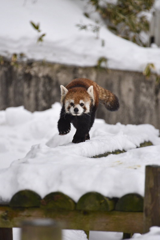 秋田市大森山動物園～あきぎんオモリンの森～