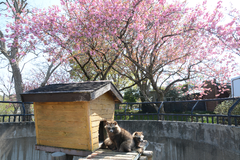 秋田市大森山動物園～あきぎんオモリンの森～