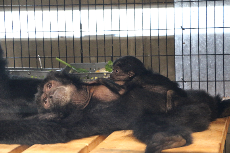 秋田市大森山動物園～あきぎんオモリンの森～