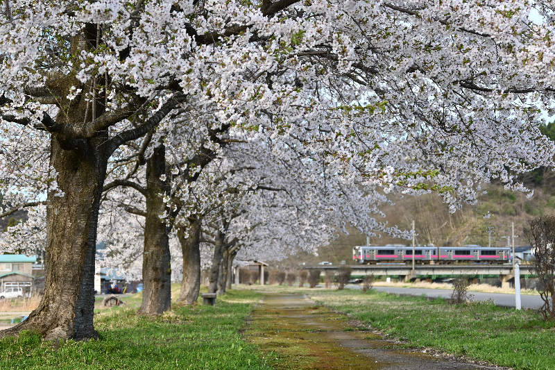 桜づつみ公園