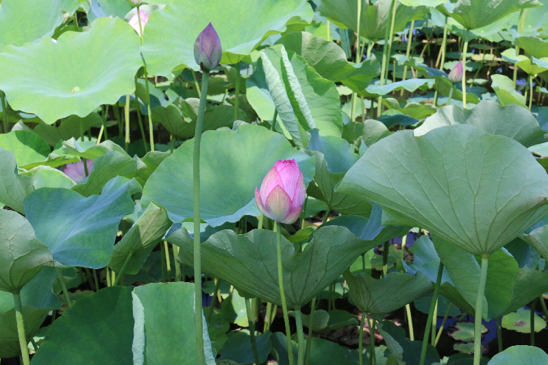 千秋公園のお堀