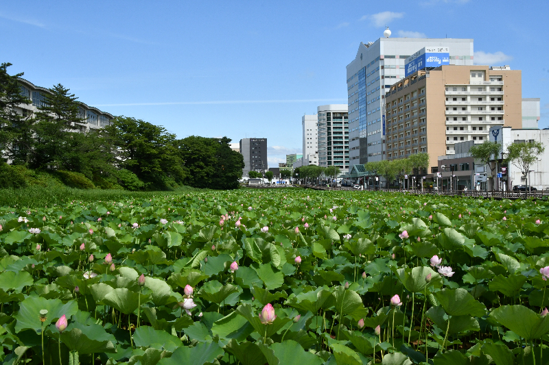 千秋公園のお堀