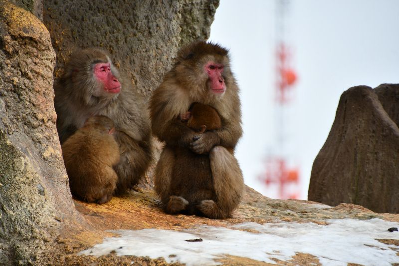 秋田市大森山動物園～あきぎんオモリンの森～