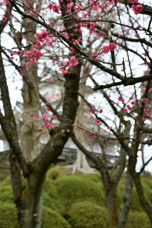 千秋公園