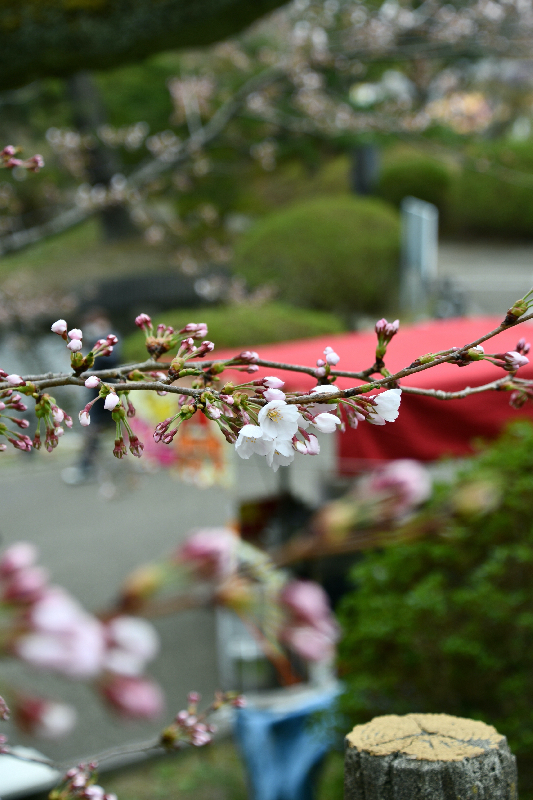 千秋公園