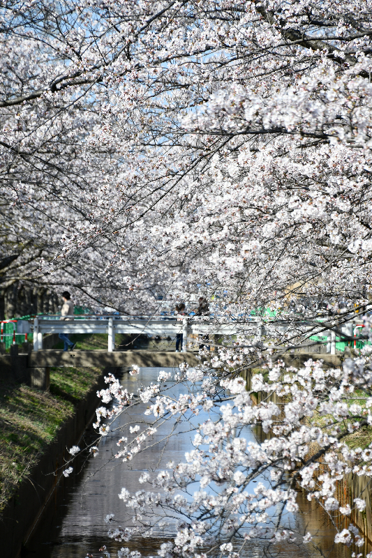 草生津川
