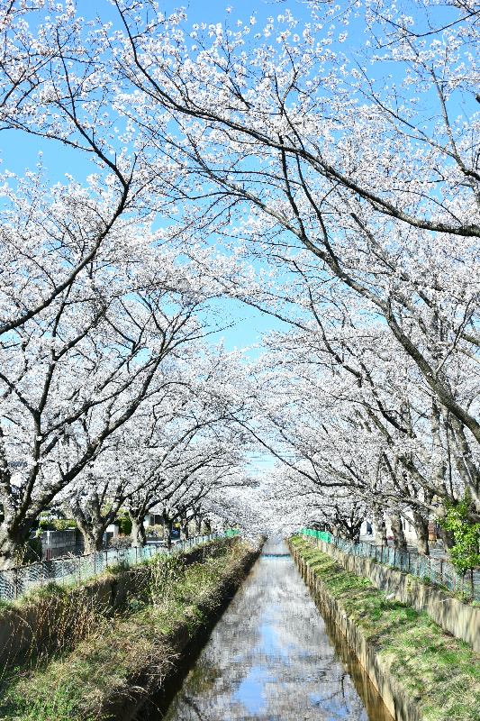 草生津川