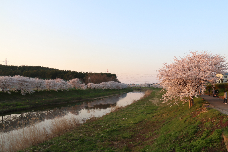 新城川サクラロード