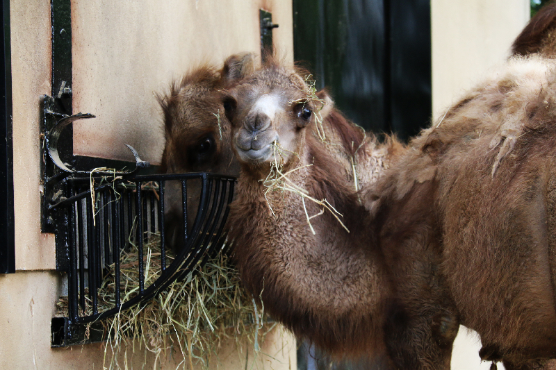 秋田市大森山動物園～あきぎんオモリンの森～