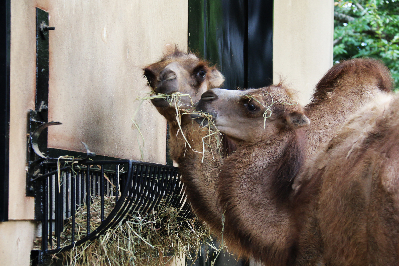 秋田市大森山動物園～あきぎんオモリンの森～