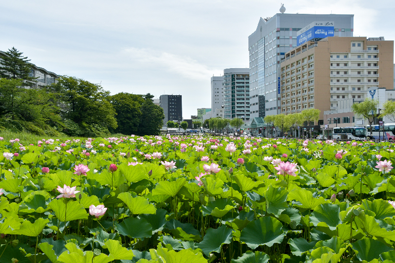 千秋公園のお堀