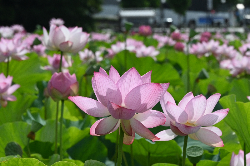 千秋公園のお堀