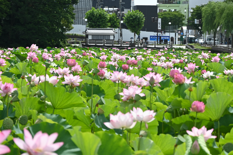 千秋公園のお堀