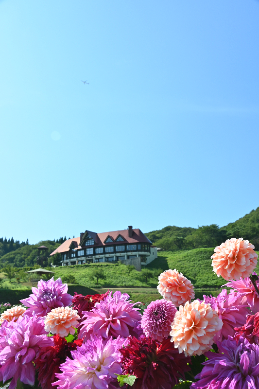 秋田国際ダリア園