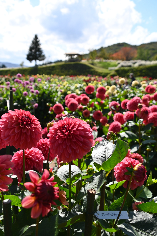 秋田国際ダリア園