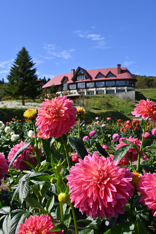 秋田国際ダリア園