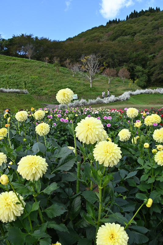 秋田国際ダリア園