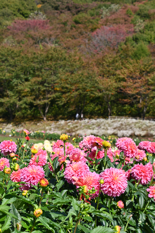 秋田国際ダリア園
