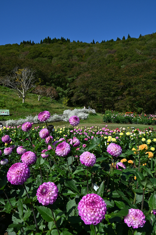 秋田国際ダリア園