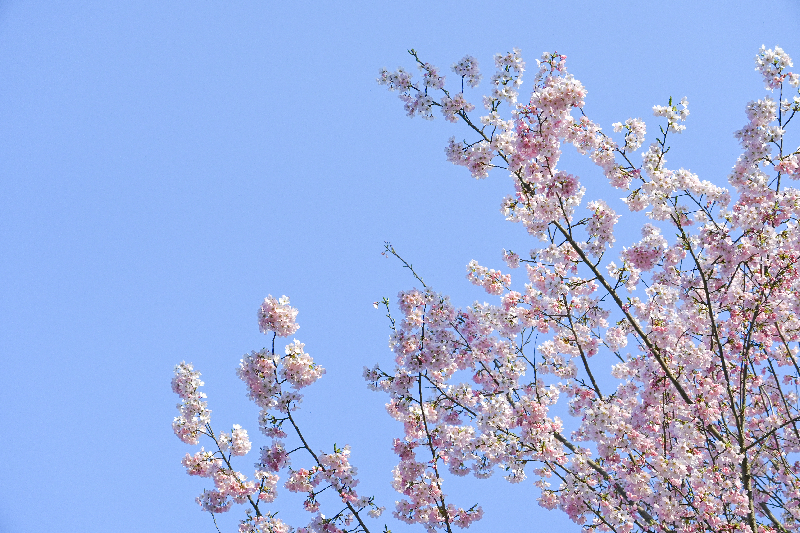 千秋公園の桜