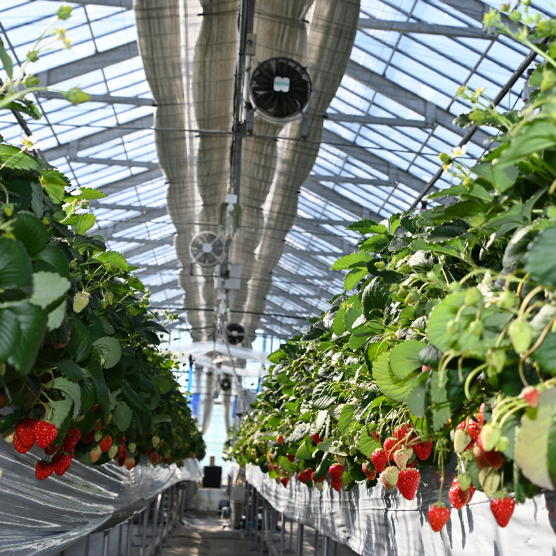 園芸振興センターの苺