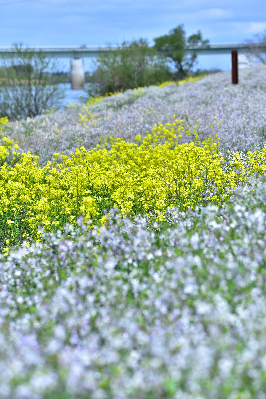 雄物川沿いの菜の花