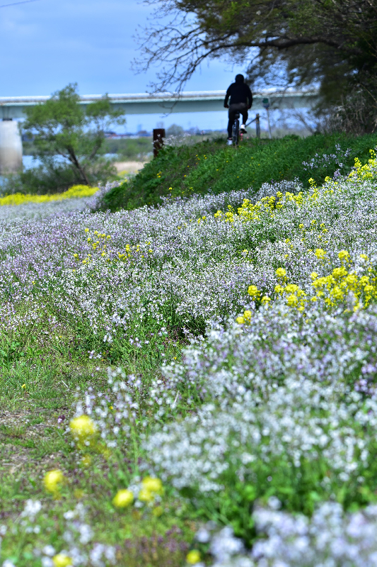 雄物川沿いの花
