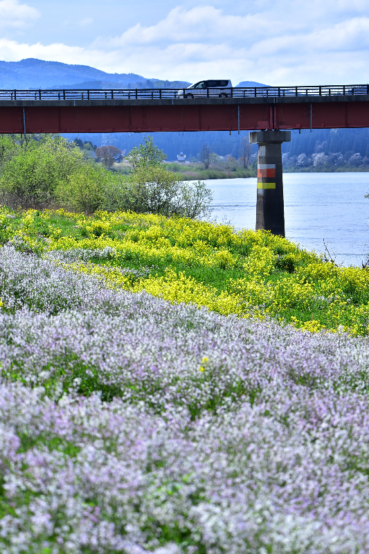 雄物川沿いの花