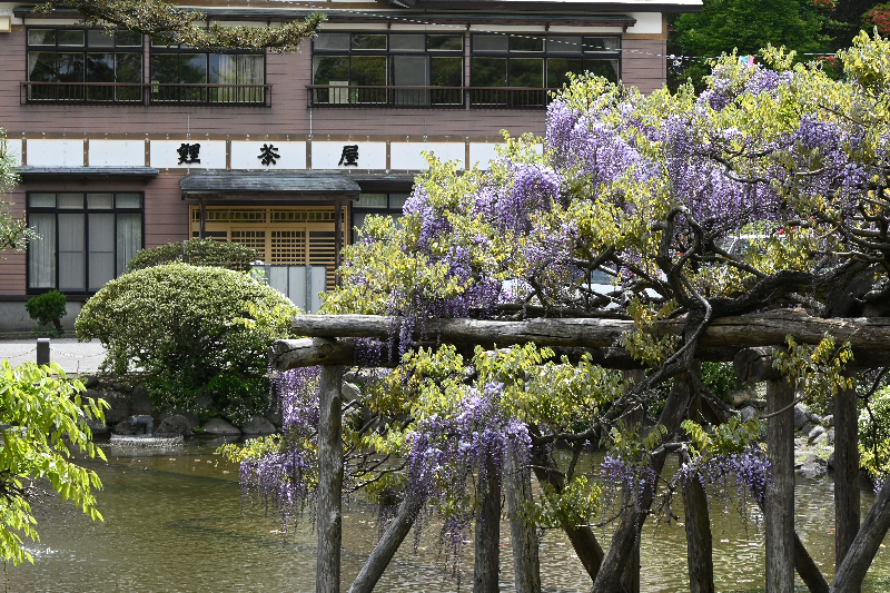 千秋公園の藤