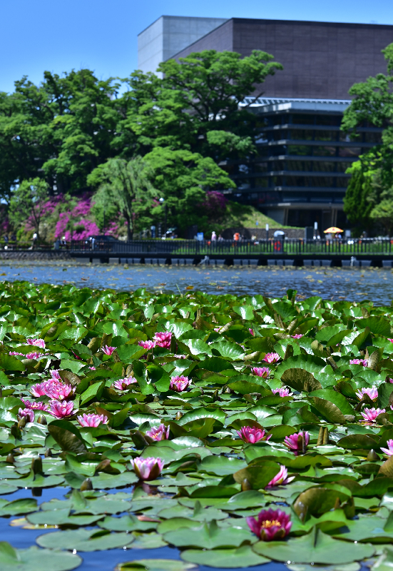 千秋公園のお堀と蓮