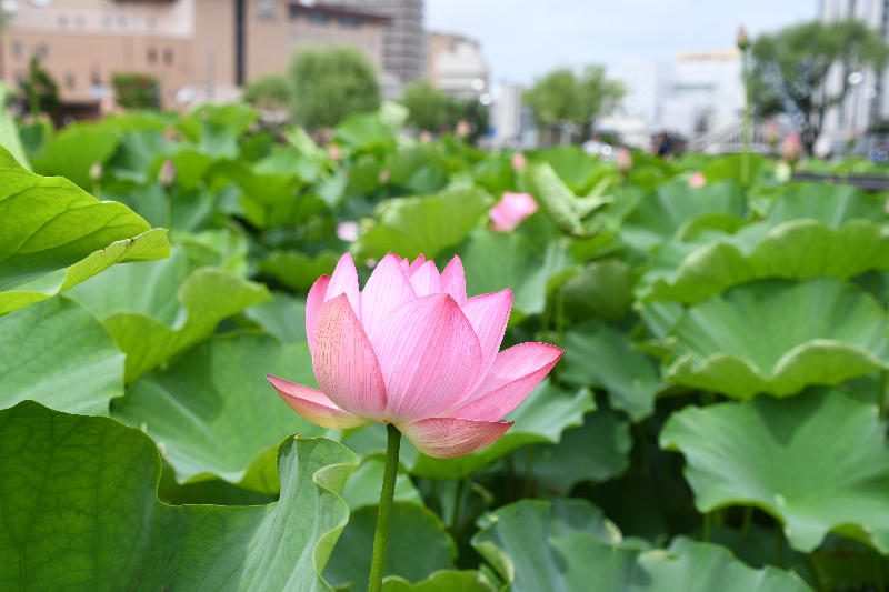 大手門の堀　遊歩道
