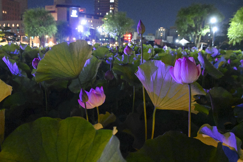 大手門の堀　遊歩道