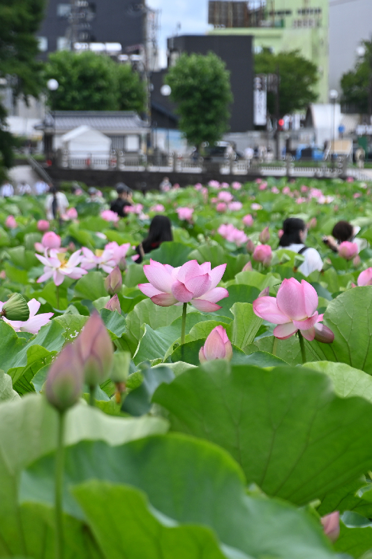 大手門の堀　遊歩道