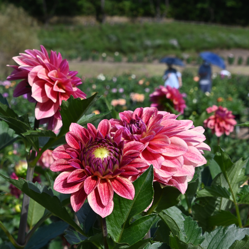 秋田国際ダリア園