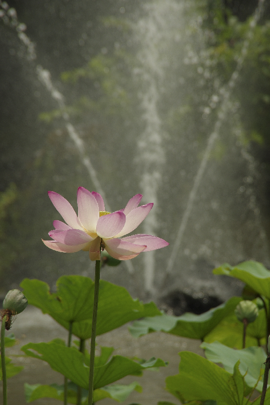 池に咲く蓮の花が一輪写った画像。奥に噴水がある。